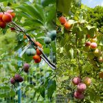 40 différentes sortes de fruits