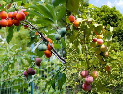 40 différentes sortes de fruits
