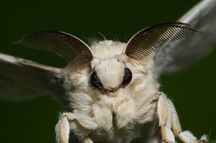 papillon caniche