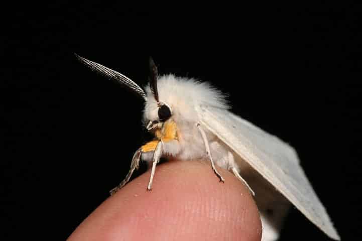 papillon caniche