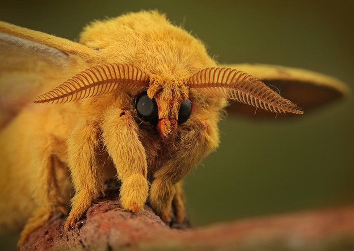 papillon caniche