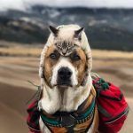 chat et un chien sauveteur font des randonnées
