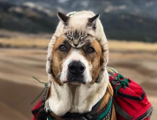 chat et un chien sauveteur font des randonnées
