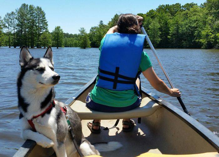 Chien pense clairement qu'il est en charge