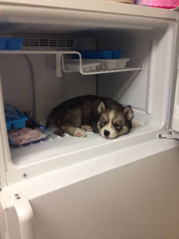 Notre Stark Husky semblait un peu surchauffé après sa marche ce matin, alors nous avons décidé d'essayer quelque chose. Nous le regrettons maintenant parce qu'il est impossible de le faire sortir