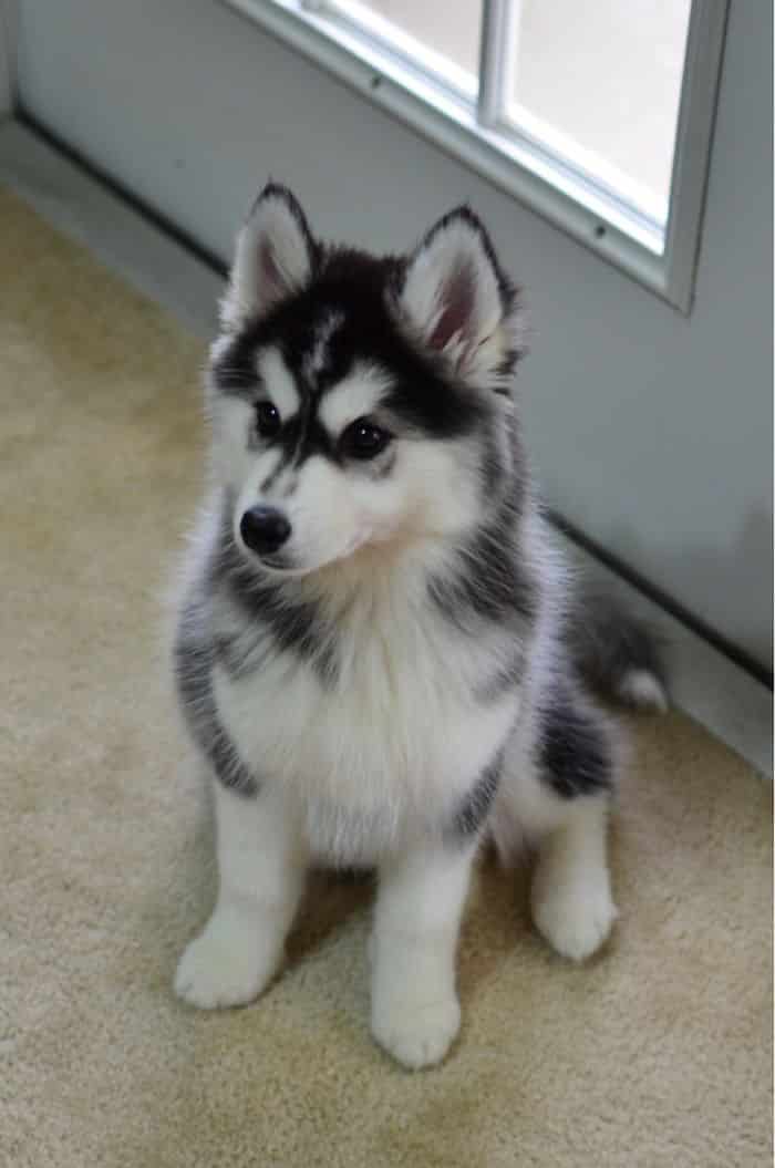 Tombé amoureux et ramené à la maison une boule Fluff de notre propre. C'est notre manteau Wooly Husky Sara!