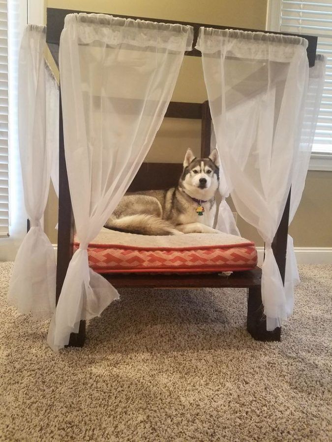 J'ai construit mon Husky un lit à baldaquin, et maintenant elle n'en sortira pas