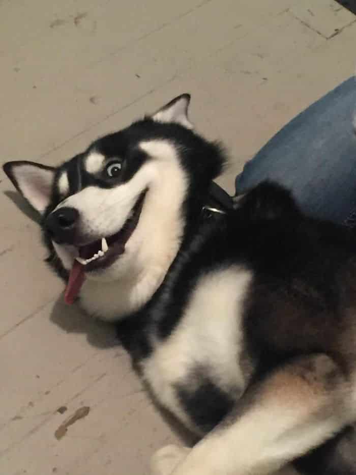 Alors j'ai sauvé un Husky et c'est le visage qu'il fait chaque fois que je rentre à la maison