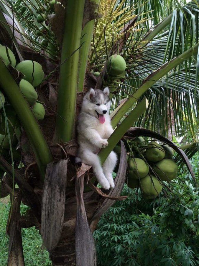 Regarde Hooman, je suis une noix de coco