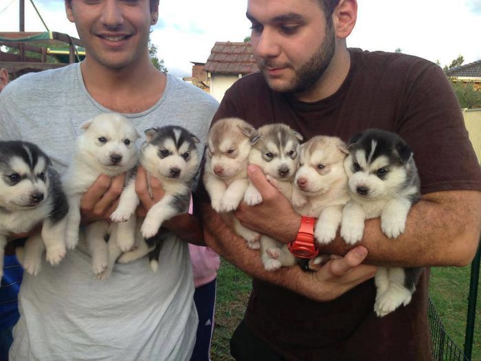 Qui veut un Husky?