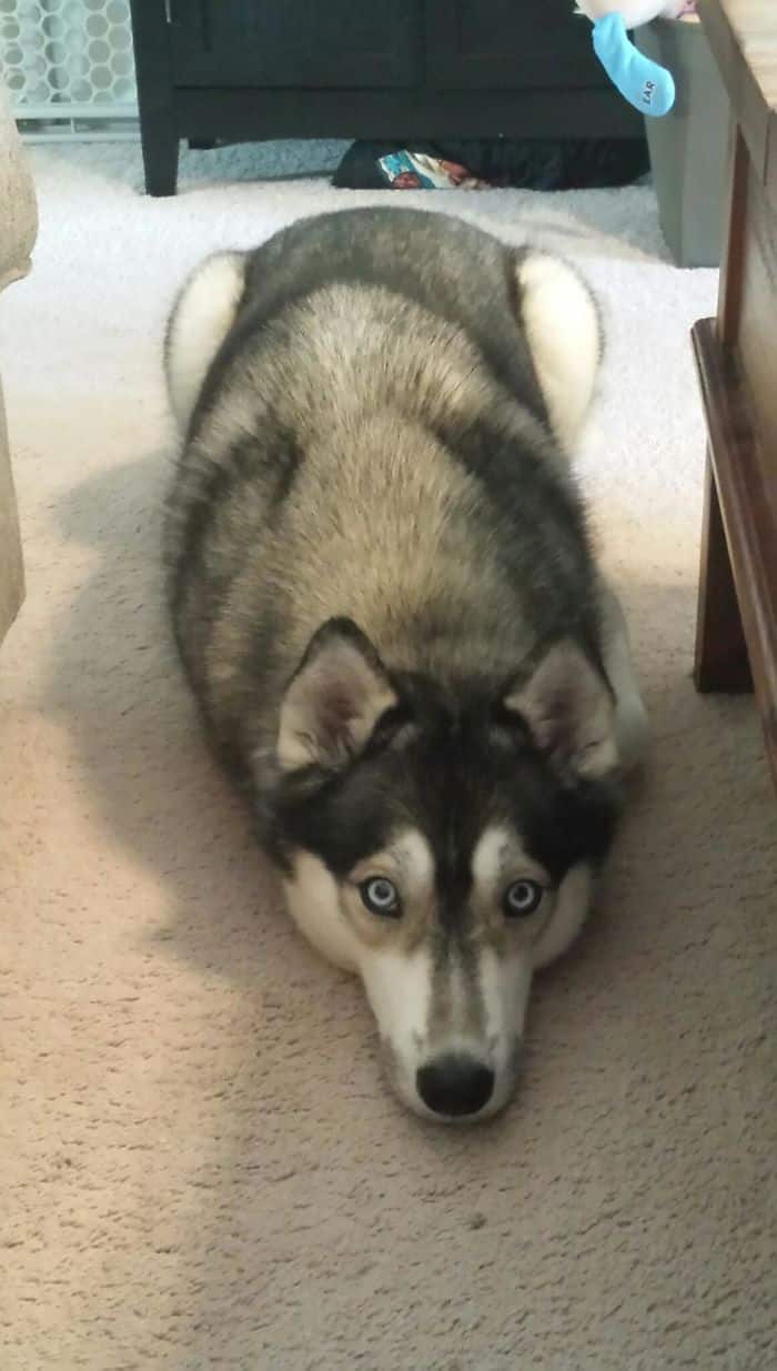 Notre Husky 