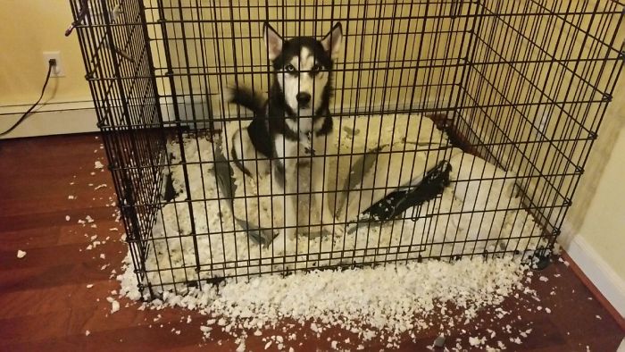 Fait amusant ... Si vous ne fournissez pas votre husky avec de la neige, il produira de la neige de son environnement