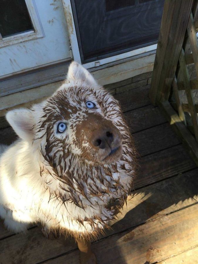 Ceci est notre Casper Boy ... L'ancien All White Husky