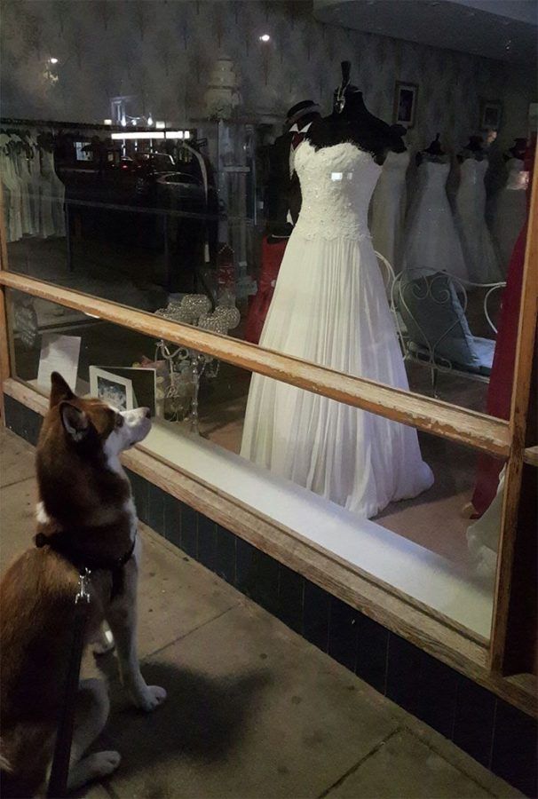 À l'intérieur de chaque Husky est une petite fille qui rêve de son grand jour