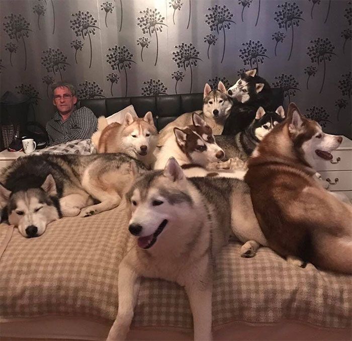 Ma tante et mon oncle ont 20+ chiens Husky et ont ce problème chaque nuit