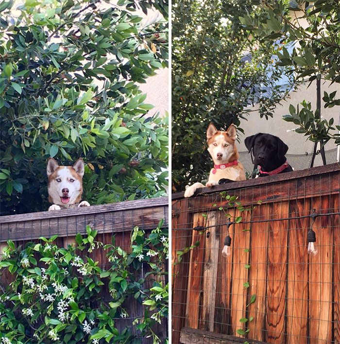 Le côté gauche est le Husky de notre voisin qui dit bonjour l'été dernier, hier, elle nous a présenté à son nouveau compagnon de cour