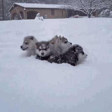 Chiots Husky jouent dans la neige