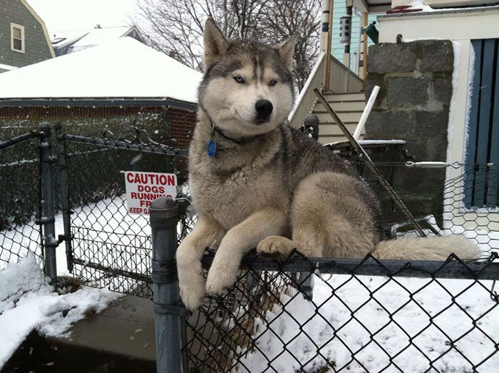 Chien de chien se moque de vos tentatives pour le contenir