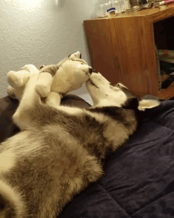 Husky a une relation compliquée avec le jouet