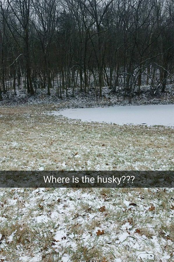 Pouvez-vous trouver mon Husky?