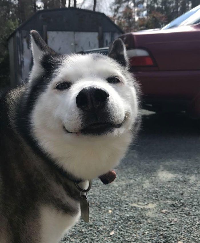 Grand sourire d'un grand chien au coeur, 13 ans