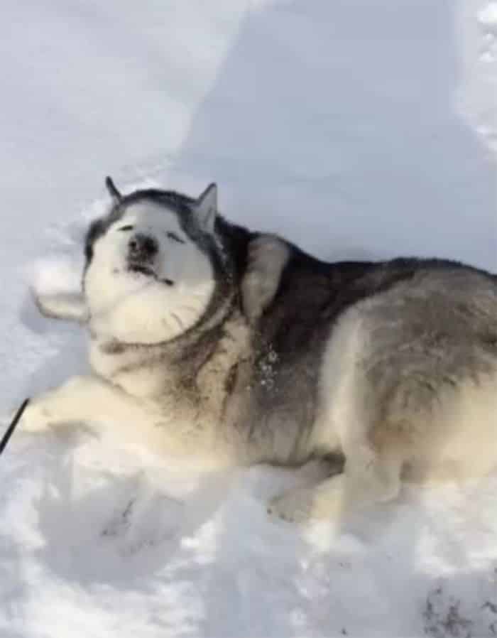 Mon Husky a fait le visage parfait quand je lui demande de venir à l'intérieur