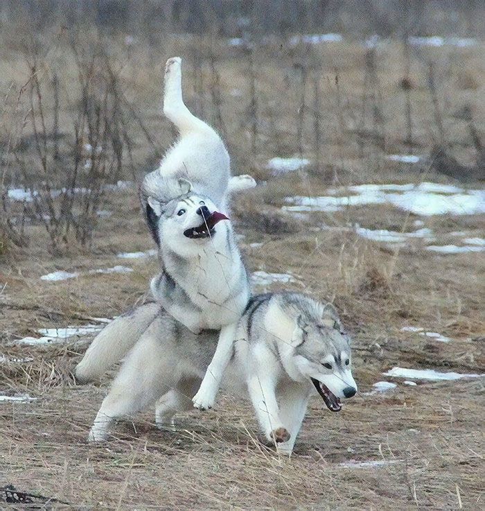 A Amis Majestic Huskies