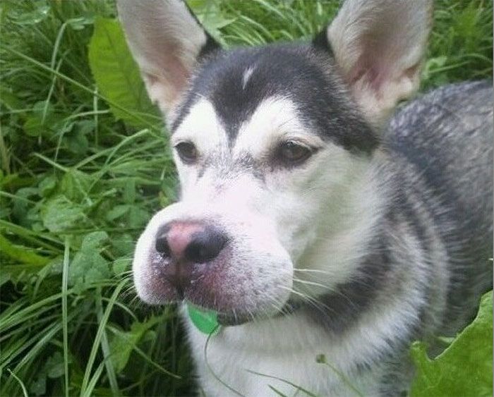 Mon chien a décidé de manger une abeille