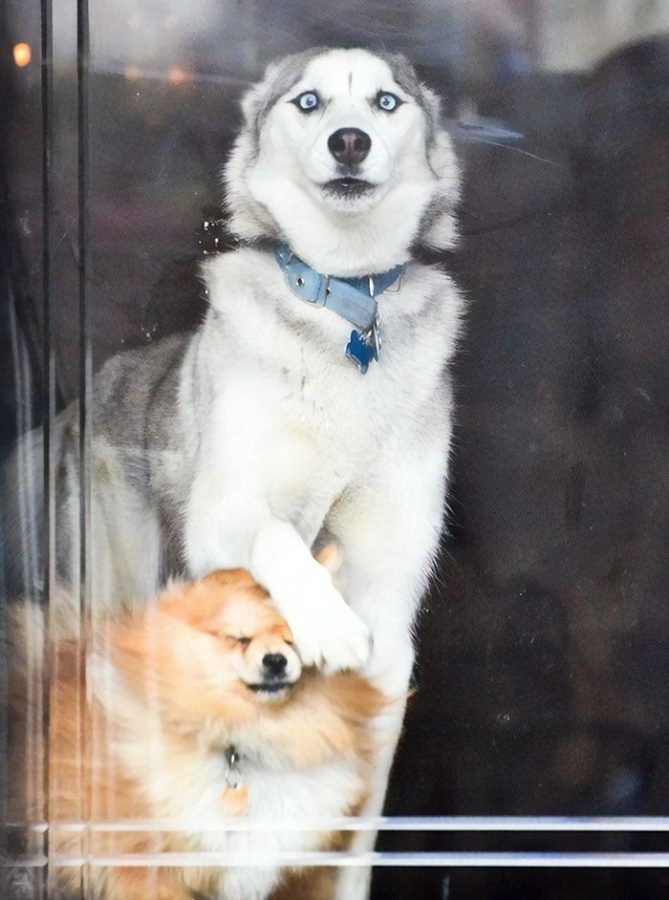 Chien de ma petite amie quand quelqu'un est à la porte