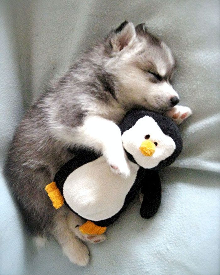 Husky chiot prendre une sieste avec son pingouin farci