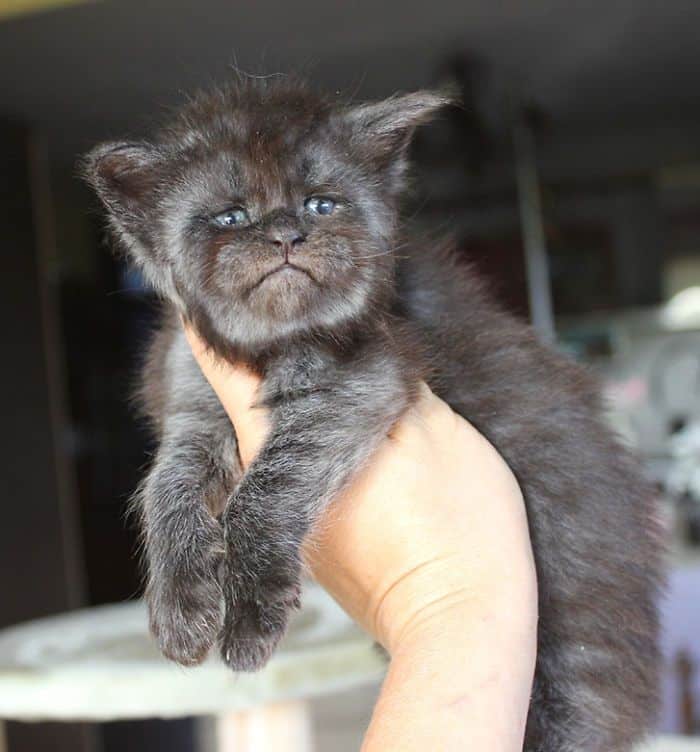 Ce Chat Avec Un Visage Humain Est La Nouvelle Coqueluche D Internet Son Visage Est Grave Dans Nos Memoires