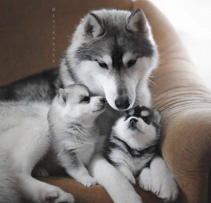  parents animaux