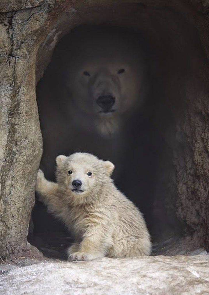  parents animaux