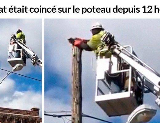 sauvé un chat