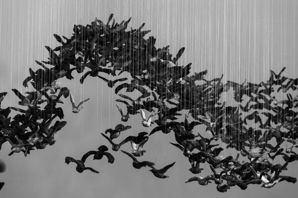 Murmuration