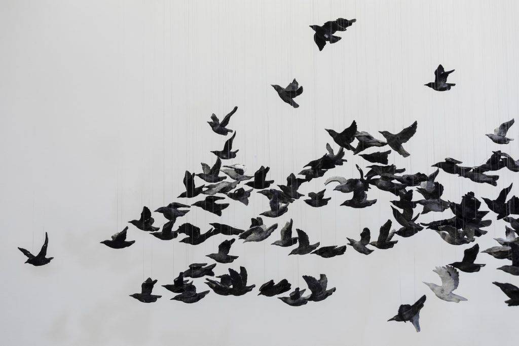 Murmuration