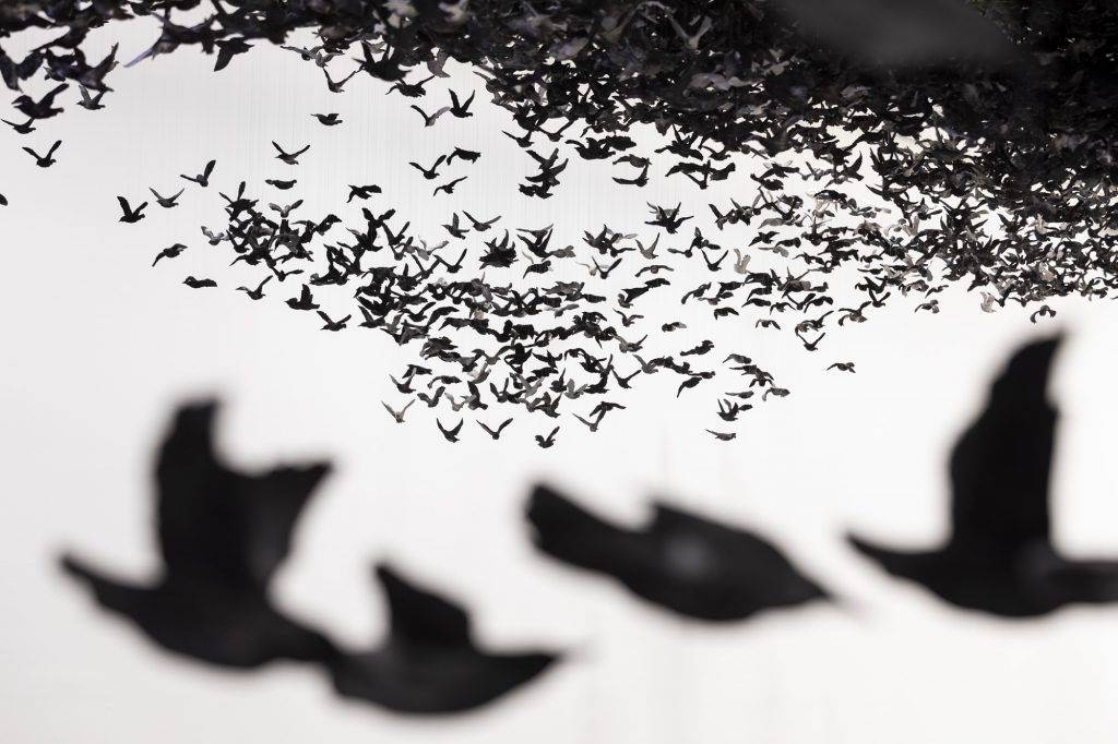 Murmuration