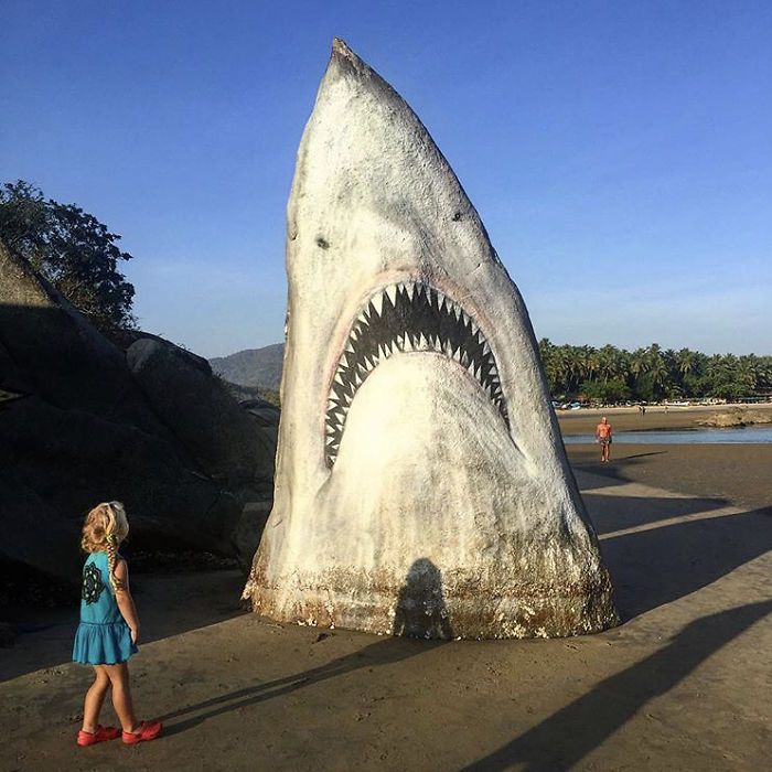 spectaculaire grand requin blanc