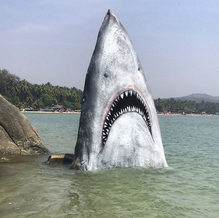 spectaculaire grand requin blanc