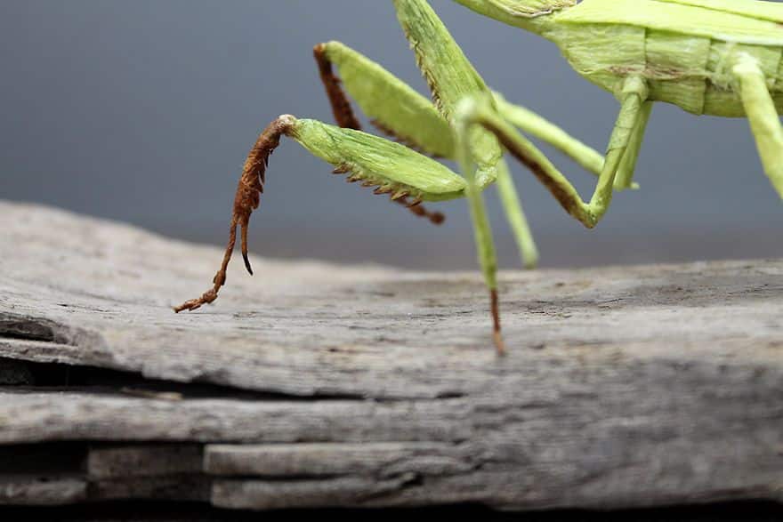 insectes en papiers