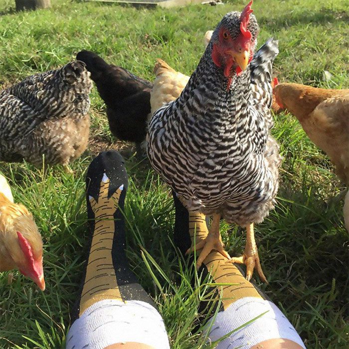 chaussettes pattes de poulet