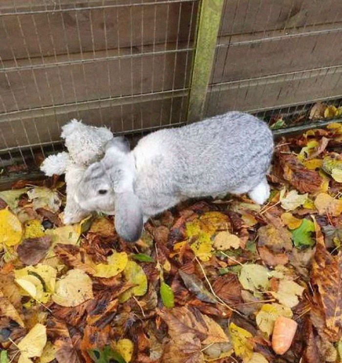 lapin abandonné