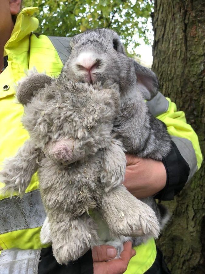 lapin abandonné