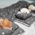 adorables de petits chiens