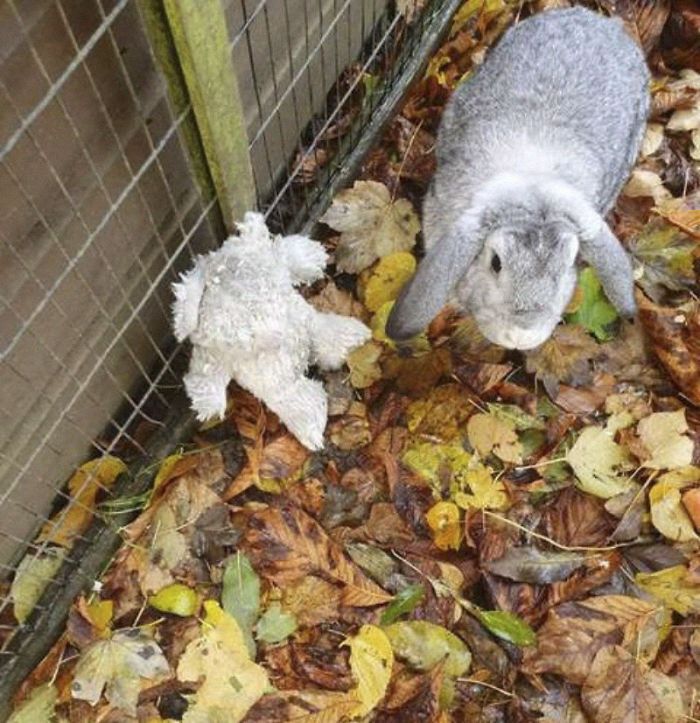 lapin abandonné