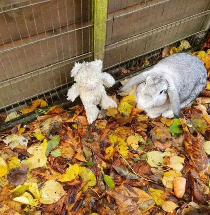 lapin abandonné