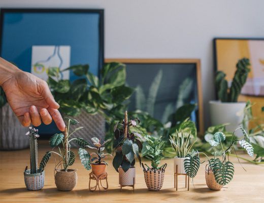plantes en papier