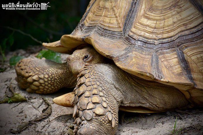 tortue et ce petit veau