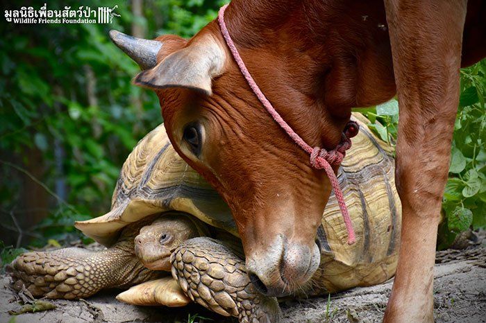 tortue et ce petit veau