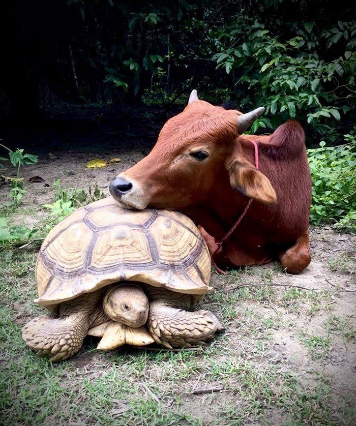 tortue et ce petit veau